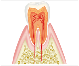 歯周組織の構造